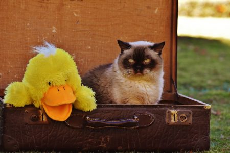 Settling your cat into a new country Settling your cat into a new country